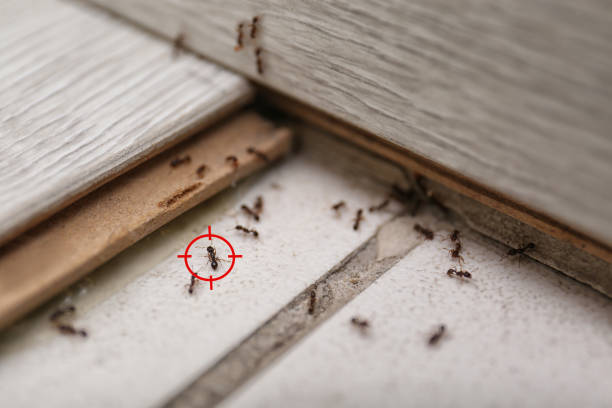 Best Best Pest Control Companies  in Monroe, NC