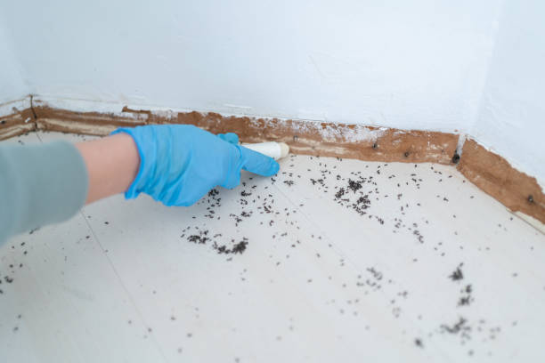 Best Flea Control Services  in Monroe, NC